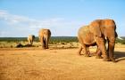 Elefanten, Südafrika<br>2003