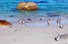 Pinguine, Südafrika
