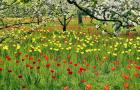 Tulipan, Britzer Garten