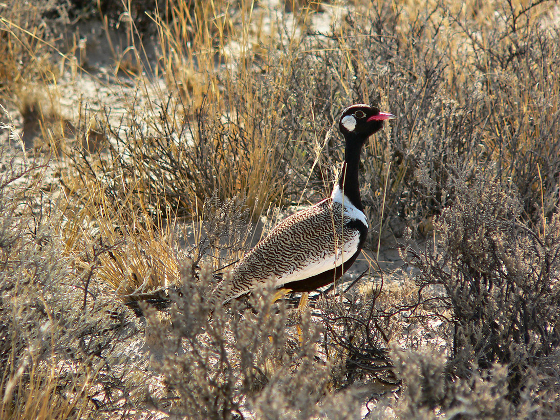 1193_Botswana_20071009-163152_P1090070