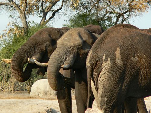 1121_Botswana_20071001-170736_P1080490.jpg