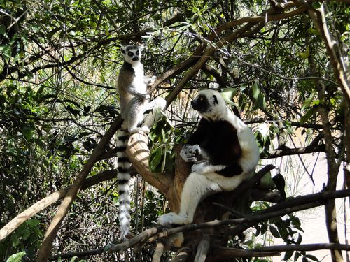 1488_20120517_131418_Madagaskar_DSC07650.jpg