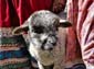 1152_20091121_140020_Peru_Bolivien_DSC01284