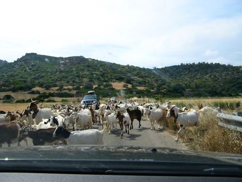 1034_20110604_154930_Sardinien2011_IMG_5029.jpg